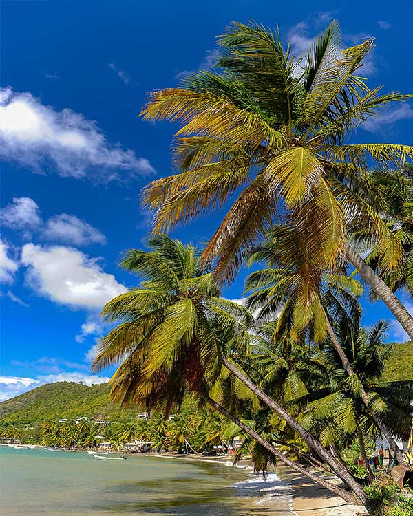 Palm trees leaning over a quiet beach in Laborie village on the south coast of Saint Lucia overlooking the Caribbean Sea.