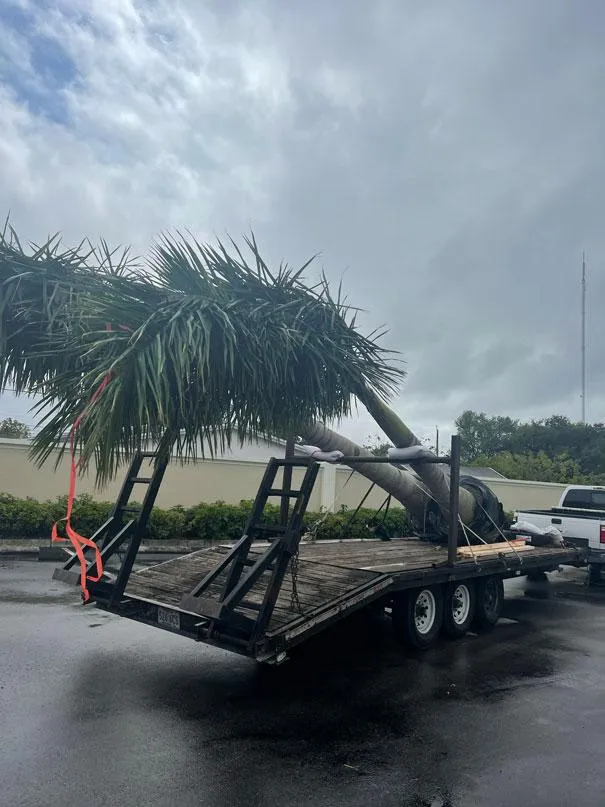 palm tree transplant