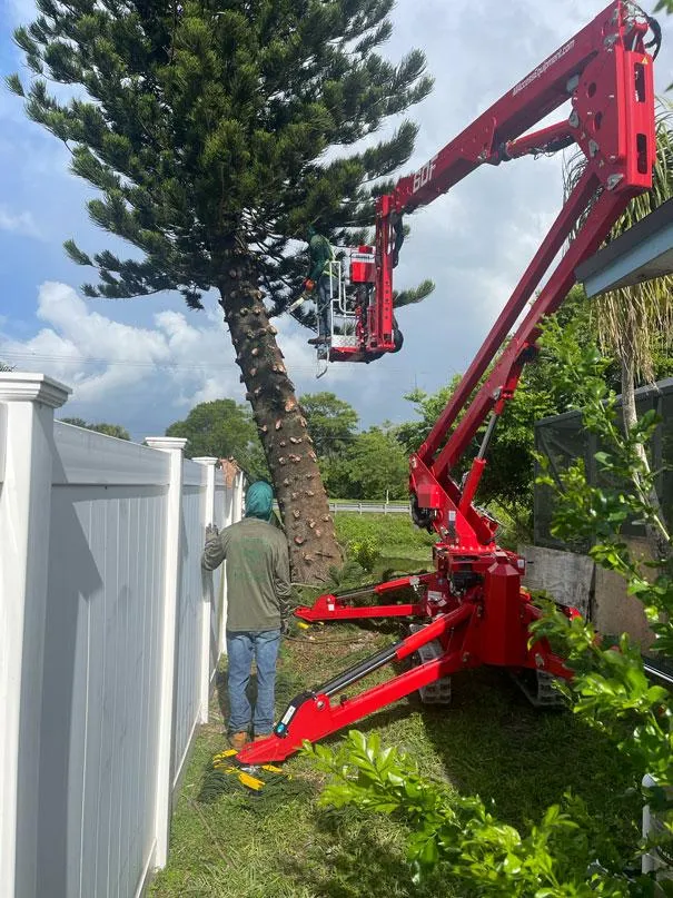 spider lift tree trimming