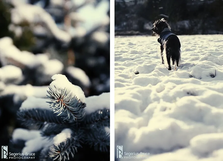 Snow pictures in Surrey, UK December 2009