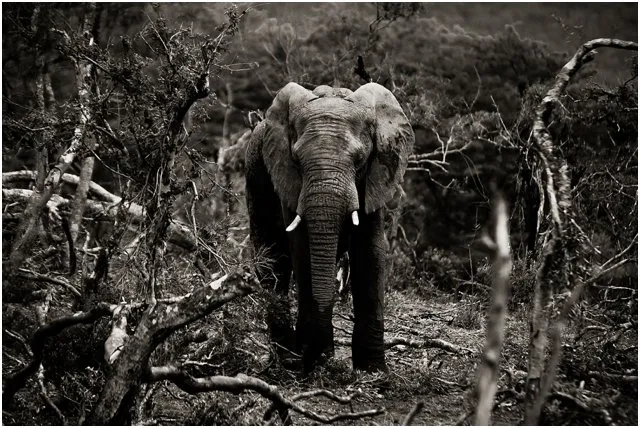 Chasing the Big 5 in Hluhluwe-Imfolozi