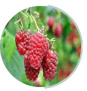 raspberry