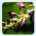 l-dhopa bean