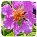 banaba