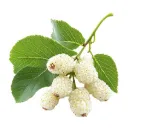 white mullberry