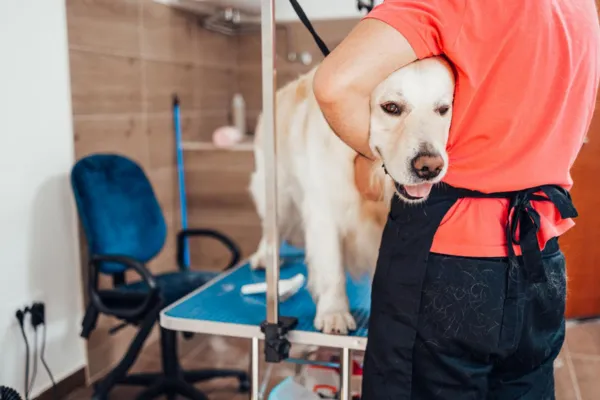 Real Examples of Sales Growth for Pet Service