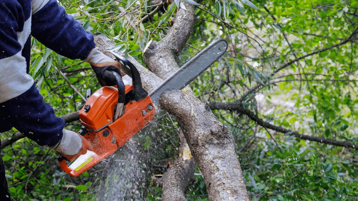 Tree Removal