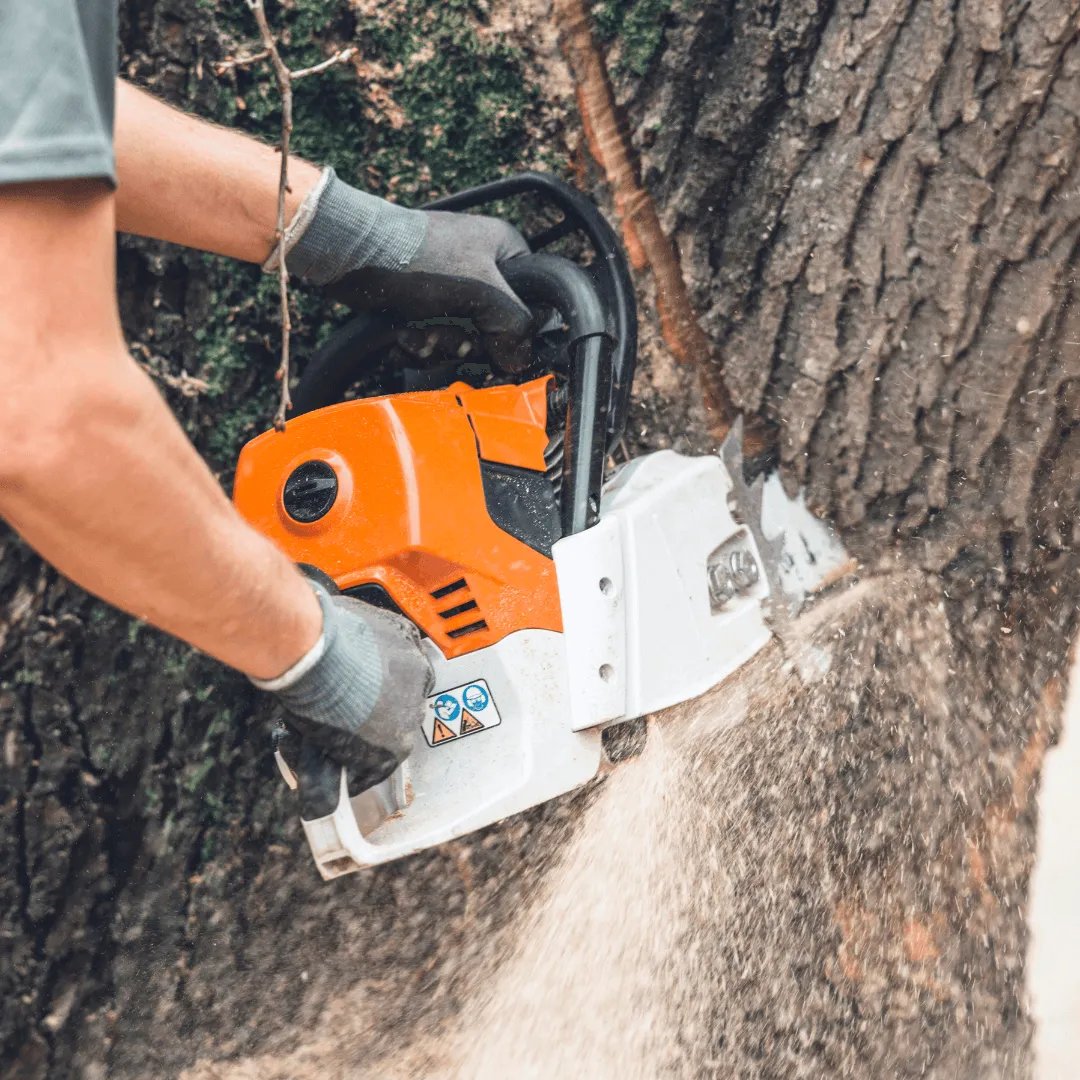 Tree Removal