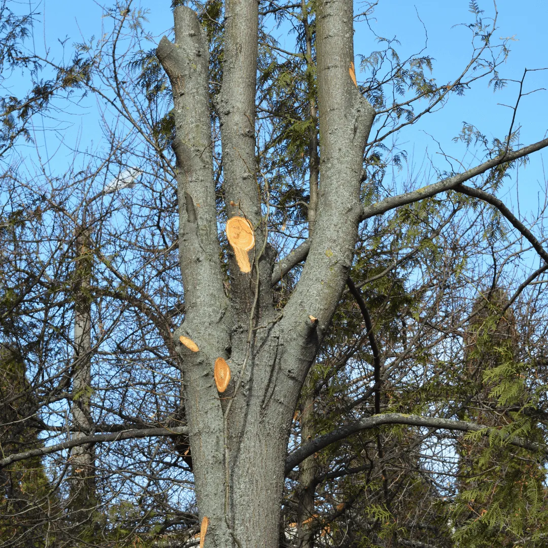 Tree Pruning