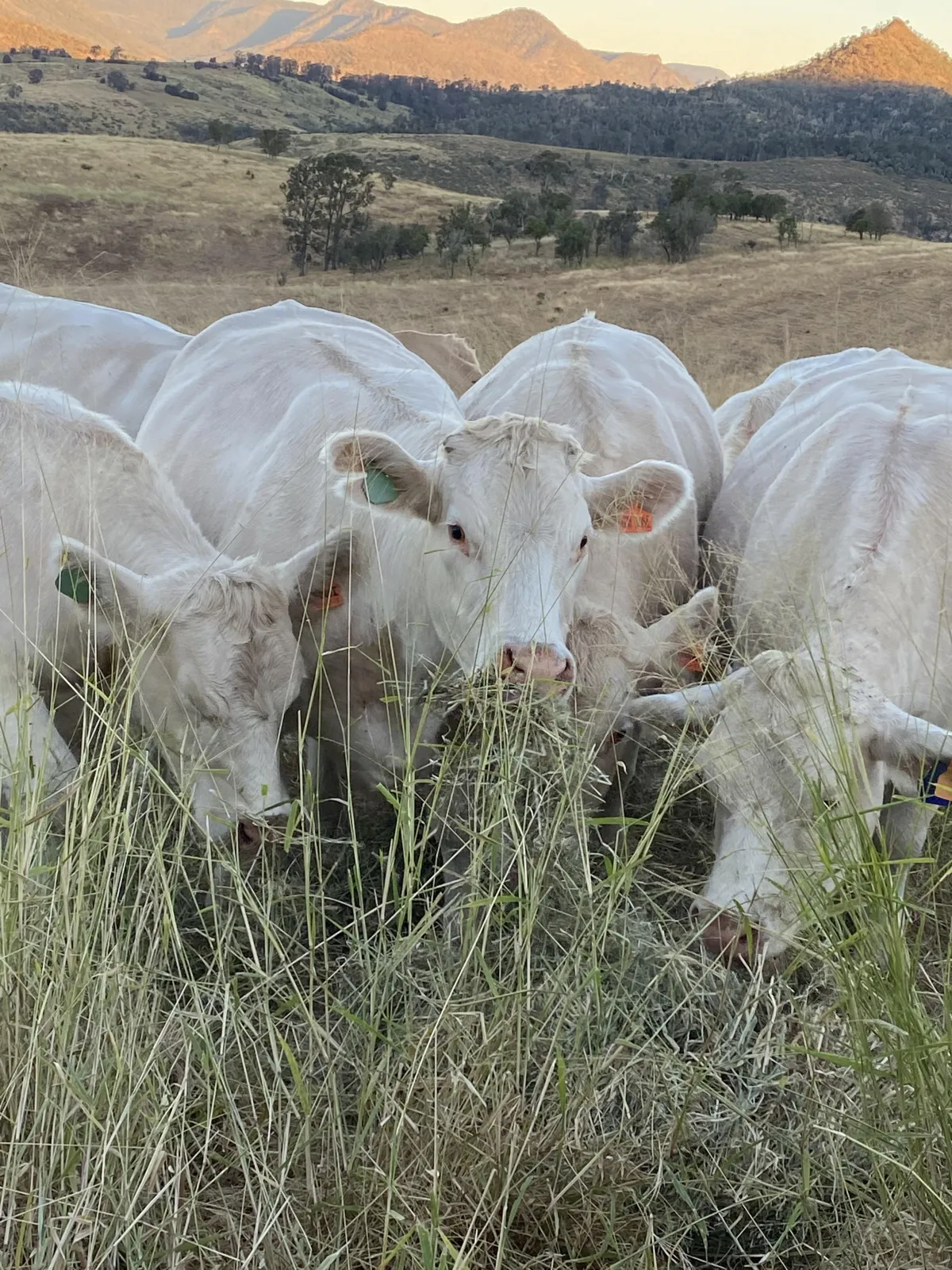 A herd of Charolais cattle grazing in tall grass with a backdrop of rolling hills at dusk, reflecting the robust and productive traits of Black Duck Charolais's breeding program in the Lockyer Valley, South East Queensland.