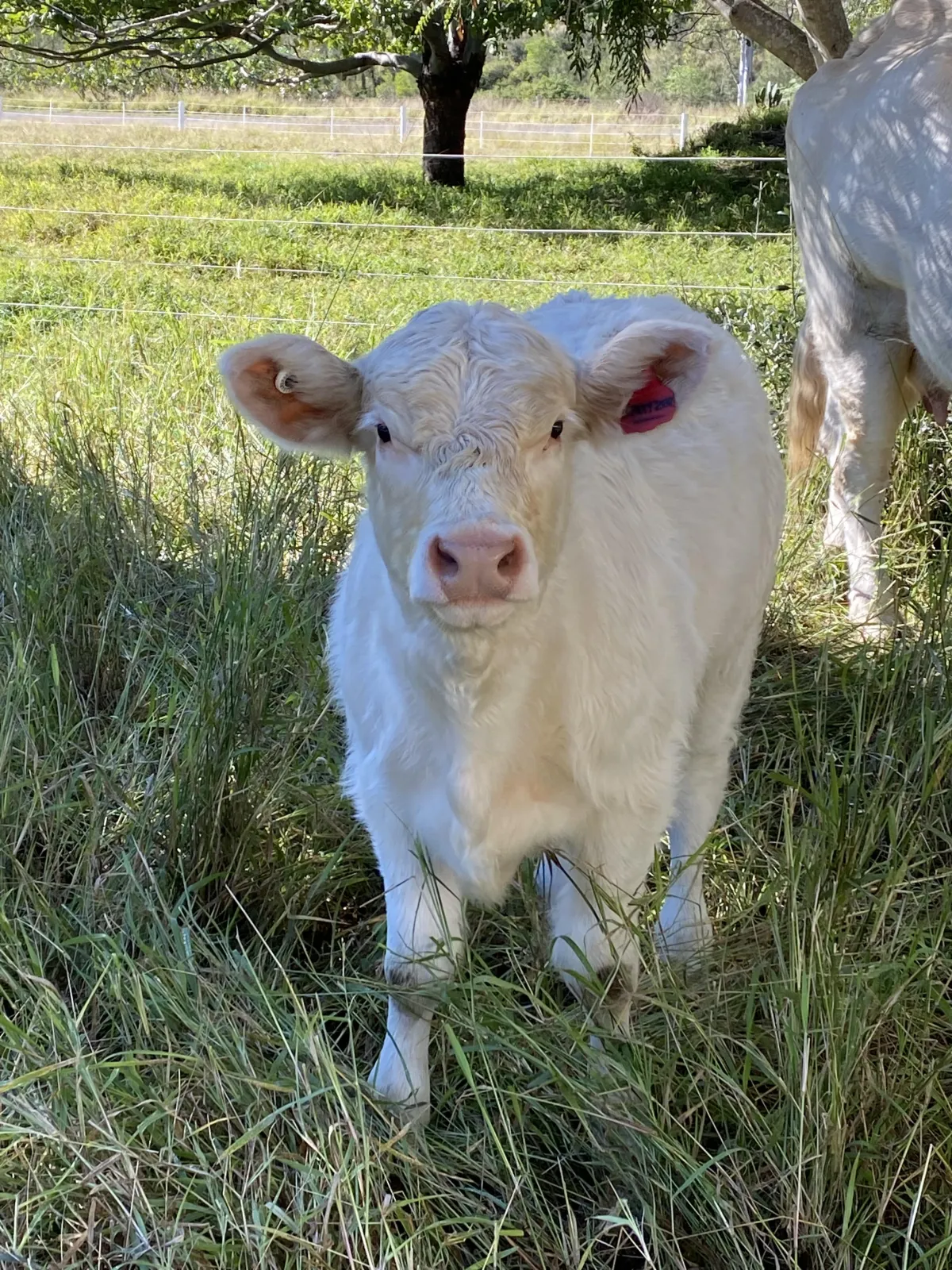 Curious Charolais calf standing in lush grass on a sunny day at Black Duck Charolais farm, showcasing the youthful and vibrant livestock nurtured in South East Queensland's rich pastoral landscape.