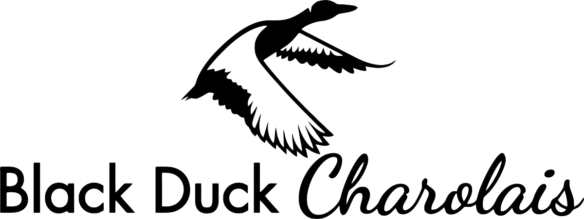 Black Duck Charolais logo featuring a stylized silhouette of a duck in flight against a black background, symbolizing the elegance and strength of the Charolais cattle farm in South East Queensland.