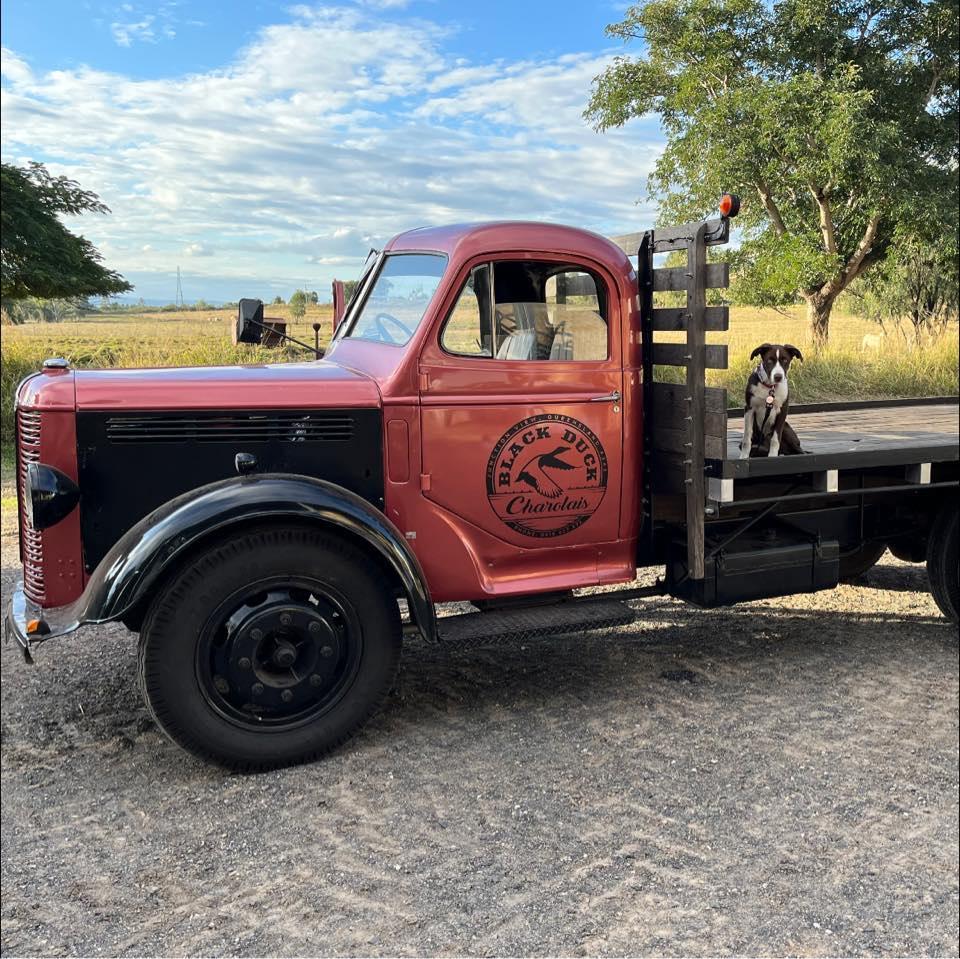 Vintage red flatbed truck branded with the Black Duck Charolais logo, parked on a gravel surface with a dog sitting on the back, embodying the farm's rustic charm against a backdrop of open fields and blue skies.