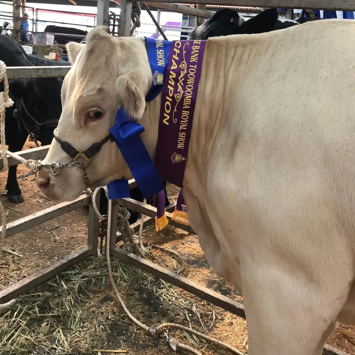 Close-up of a Black Duck Charolais cow with a blue show ribbon and a 'Champion' sash from the Royal Toowoomba Show, secured to her halter, against a backdrop of livestock pens.