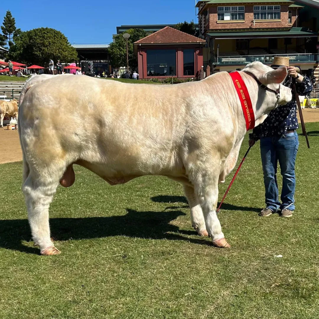 A muscular Charolais bull with a red halter stands in profile on green grass at an outdoor cattle exhibition, highlighting the breed's exceptional conformation and the expertise of Black Duck Charolais.