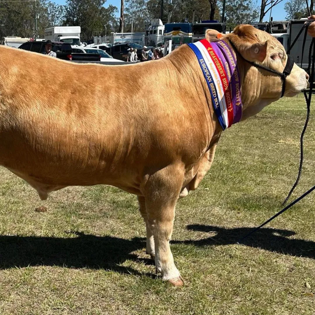 Champion Charolais bull adorned with multiple show ribbons standing proudly at a cattle show, exemplifying the superior quality of Black Duck Charolais livestock