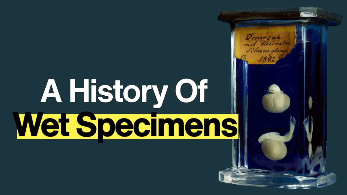 A History of Wet Specimens: The Fascinating Story Behind Preserved Biological Specimens