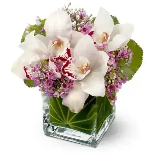 Helms Flowers Lovely Orchids