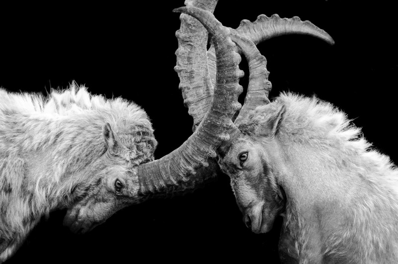 Fight, Flight or Unite?