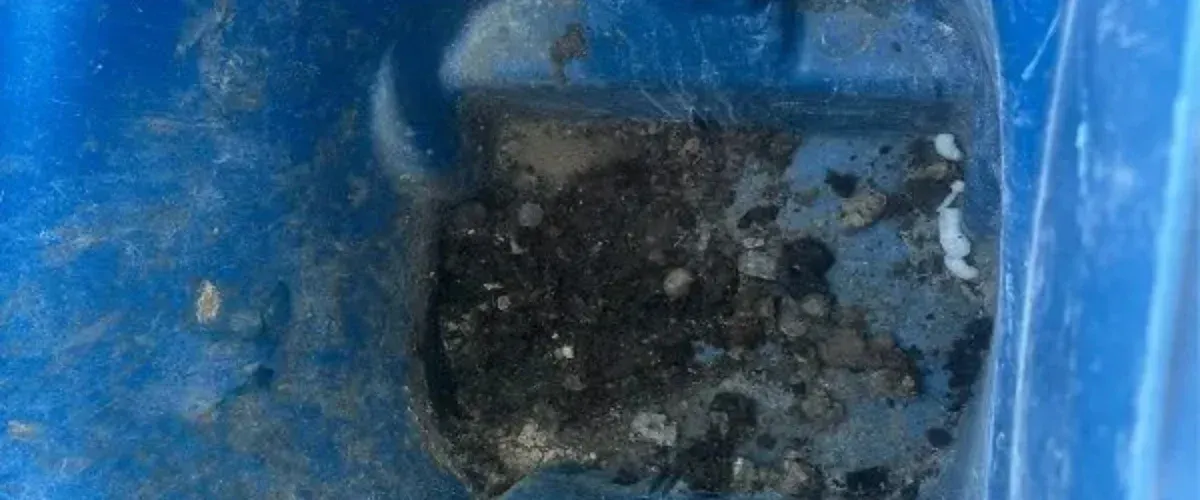 A close-up, high-angle view looking down into a dirty blue plastic container with dark debris and white specks.