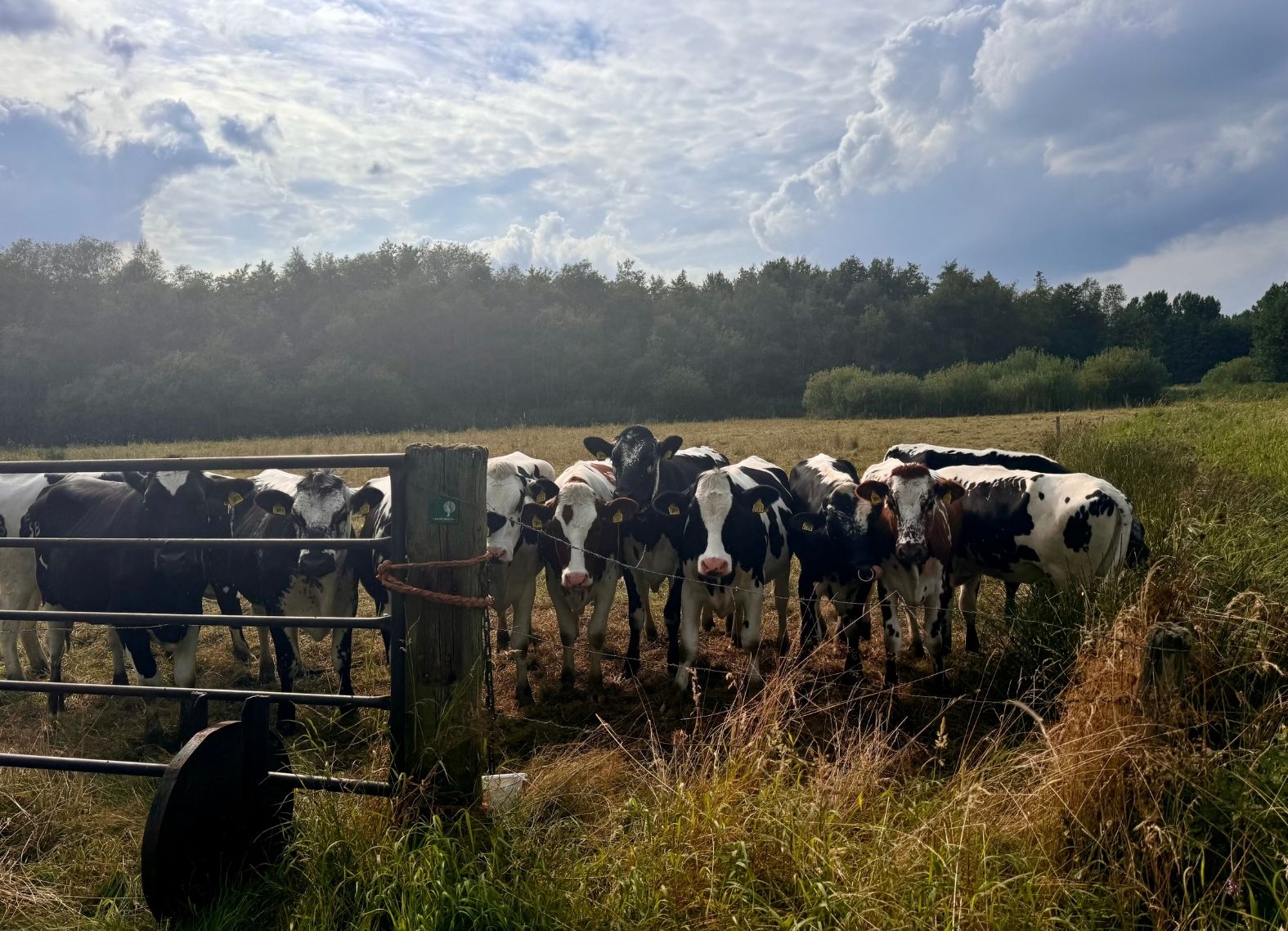 Lonsdale Cattle Fence Installation