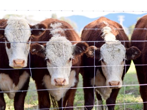 Cattle Fence Installation in Faribault