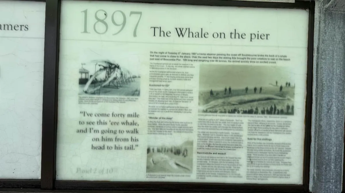 Historical information board about the 1897 whale on Bournemouth pier featuring vintage photographs and newspaper clippings.
