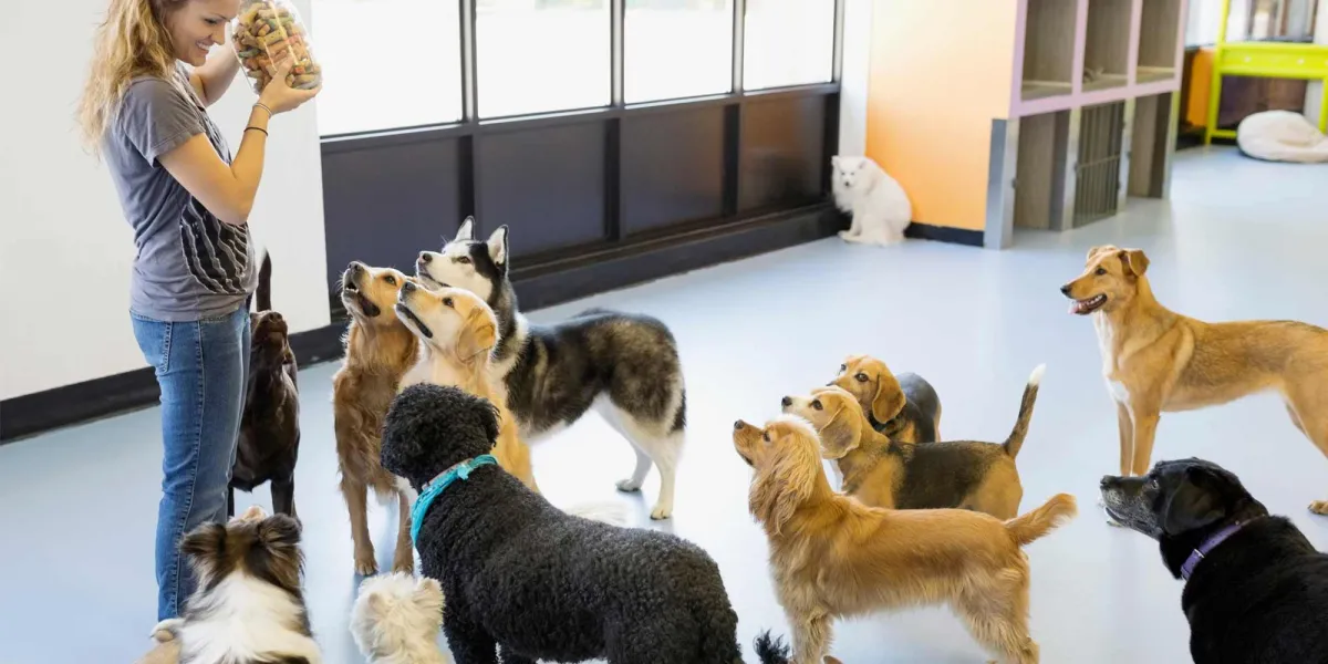 is dog daycare good for dogs
