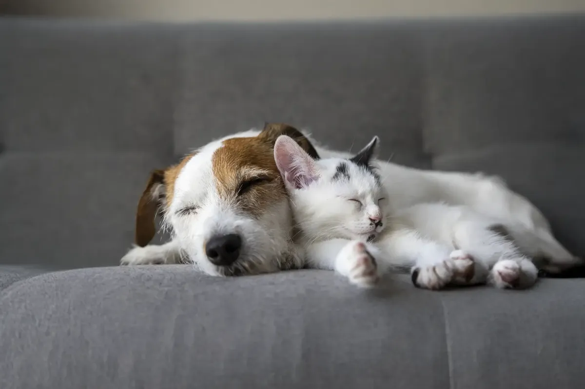 why your pet acts differently after a day away from home