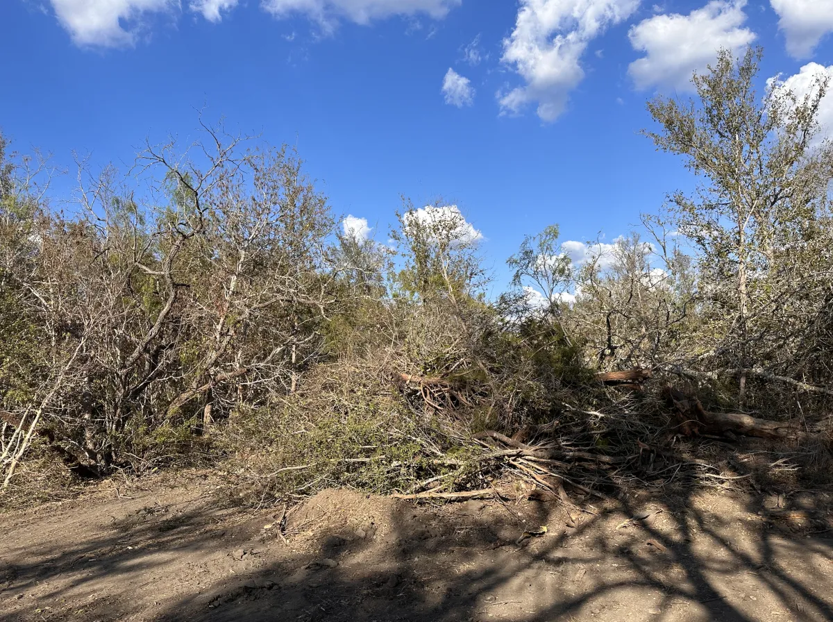 Overgrown land in central texas full of brush and trees, prior to land clearing service.