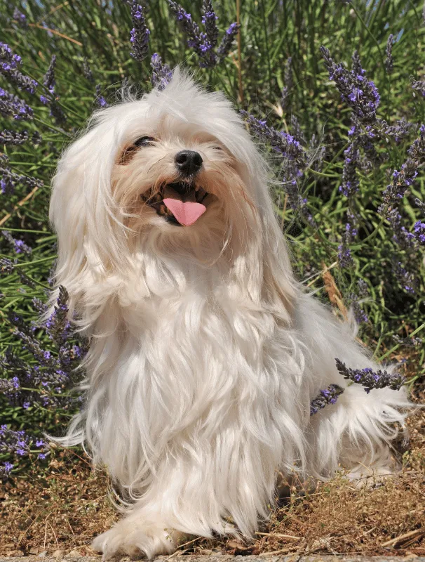 Maltese dog sitting among lavender plants, showcasing its fluffy white coat and playful expression, emphasizing the importance of dental care and overall health for Maltese breeds.