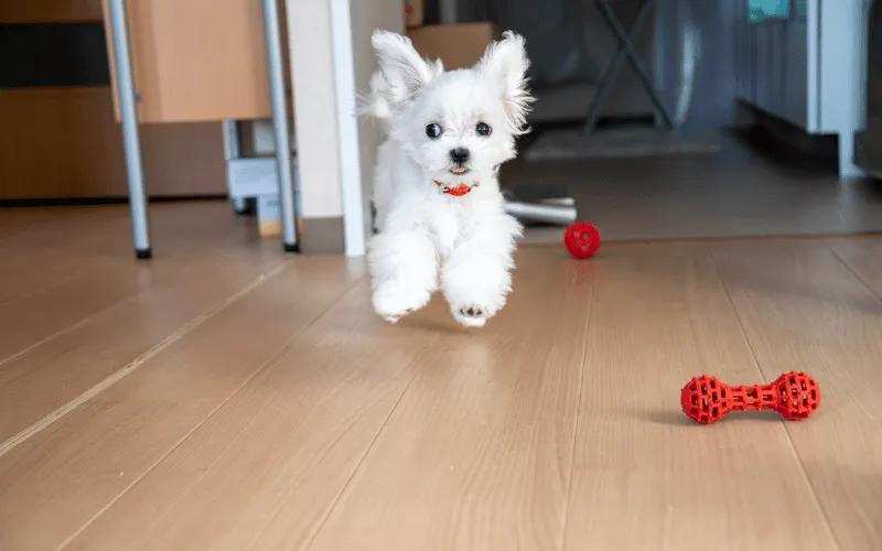 Maltese puppy playfully jumping in a home environment, with red toys on the floor, illustrating safe and engaging play for small dogs.