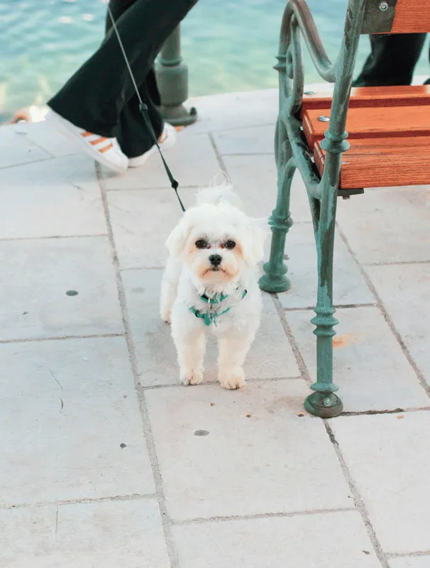 Maltese dog standing on pavement near a bench, showcasing its small size and friendly demeanor, relevant to comfort and care for Maltese dogs.