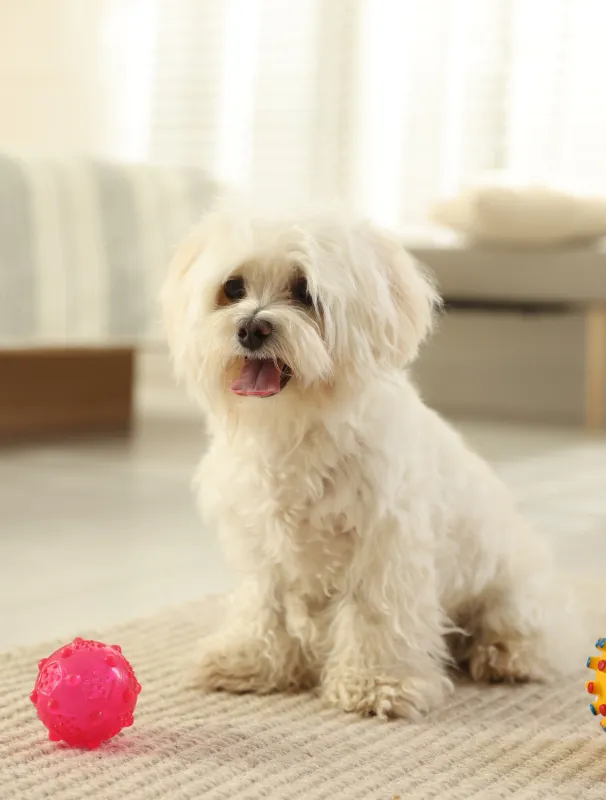 Maltese dog sitting on a rug next to a pink toy ball, showcasing comfort and playfulness in a home setting.