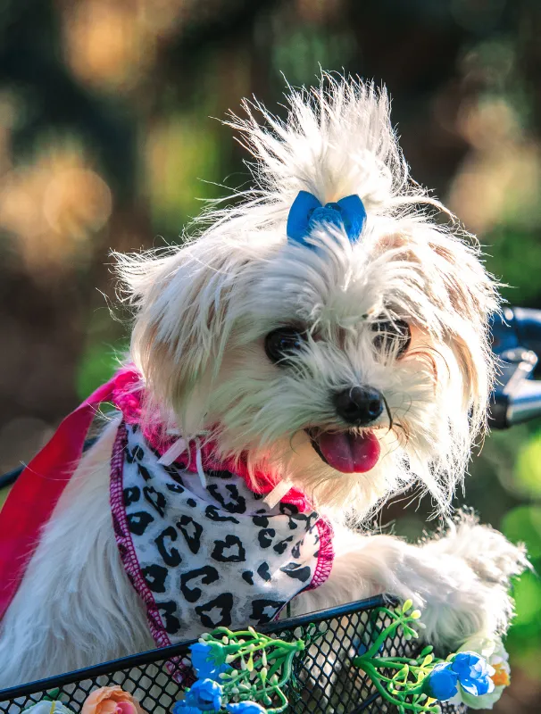 Maltese dog wearing a leopard print bandana and blue bow, sitting in a bicycle basket adorned with flowers, highlighting the importance of daily care and hygiene for Maltese dogs.