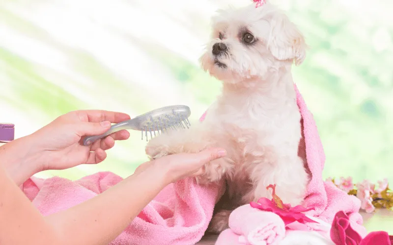 Maltese dog being groomed with a brush while wrapped in a pink towel, highlighting the importance of grooming for maintaining coat health and comfort.
