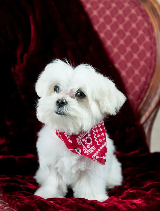 Maltese dog wearing a red bandana, sitting on a plush red surface, showcasing the breed's distinctive features and charm.