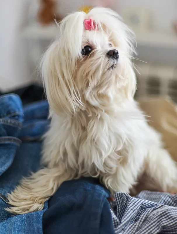 Maltese dog with a pink bow sitting among soft fabrics, representing home comfort essentials for pet well-being.