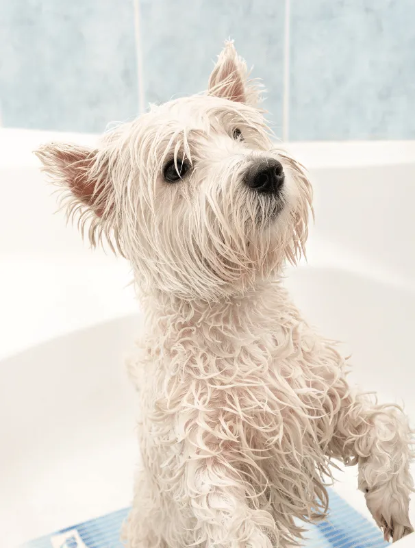 Wet Maltese dog in a bath, showcasing grooming care, relevant to shampoo and hygiene essentials for Maltese dogs.