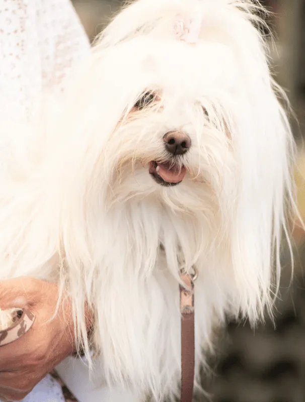 Maltese dog with long, fluffy white fur and a pink accessory, being held by a person, representing tear stain care and grooming for Maltese breeds.
