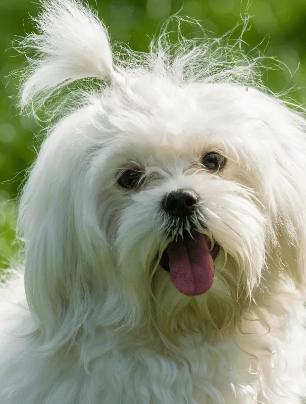 Maltese dog with fluffy white fur and playful expression, emphasizing facial features relevant to tear stain care.