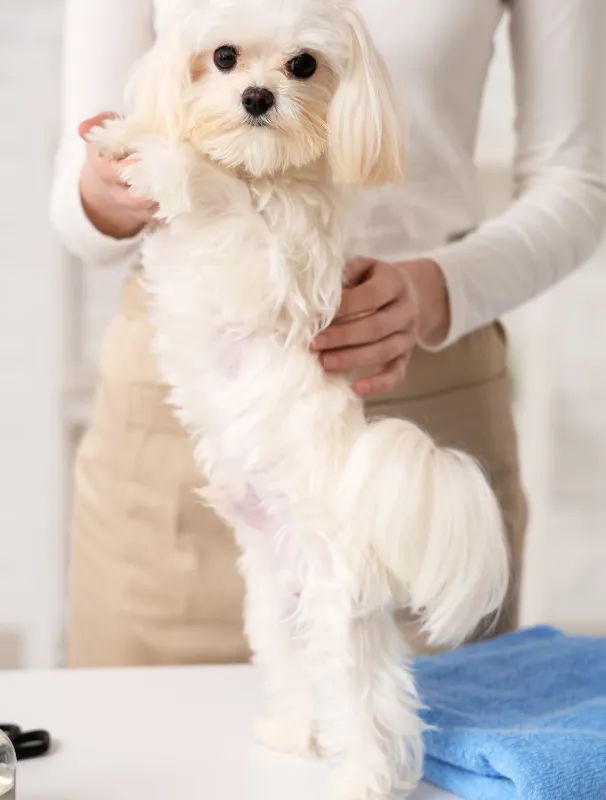 Maltese dog being gently groomed by a person, highlighting the importance of daily grooming routines for coat health and maintenance.