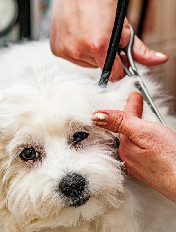 Maltese dog receiving grooming care, focusing on ear trimming and hygiene maintenance.