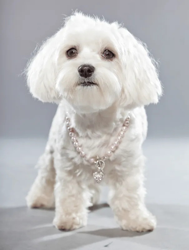 Maltese dog wearing a pearl necklace, showcasing a delicate appearance and friendly expression, emphasizing grooming and care for Maltese puppies.