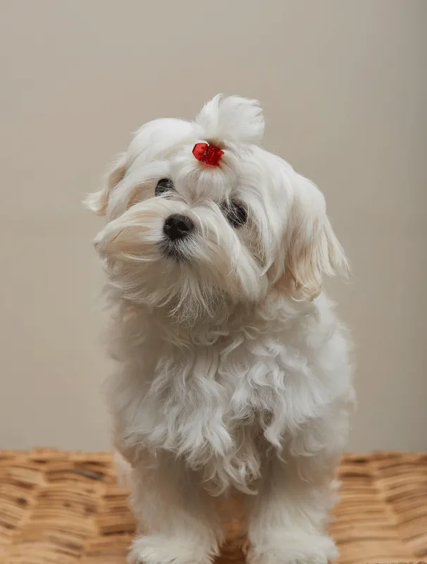 Maltese puppy with fluffy white coat and red bow, showcasing grooming and care for healthy development.