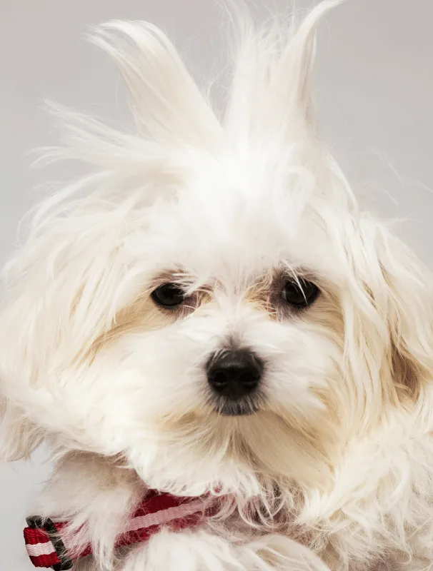 Maltese puppy with fluffy white fur and expressive eyes, wearing a red and white striped harness, showcasing a playful and curious demeanor.
