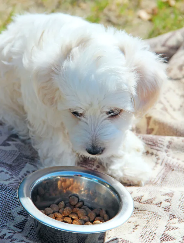 Maltese puppy looking at a bowl of kibble on a blanket, emphasizing proper feeding habits for healthy digestion and nutrition.