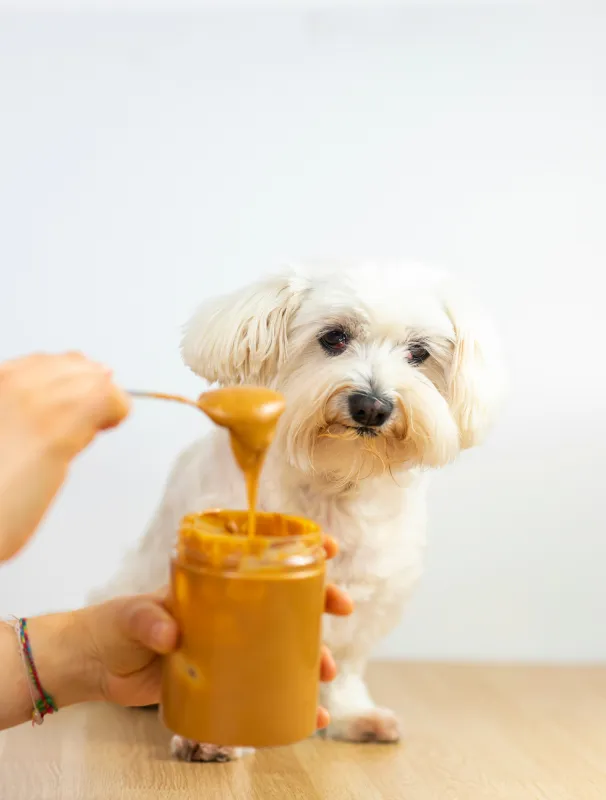 Maltese dog watching a hand holding a spoonful of peanut butter from a jar, highlighting healthy treat options for small breeds.