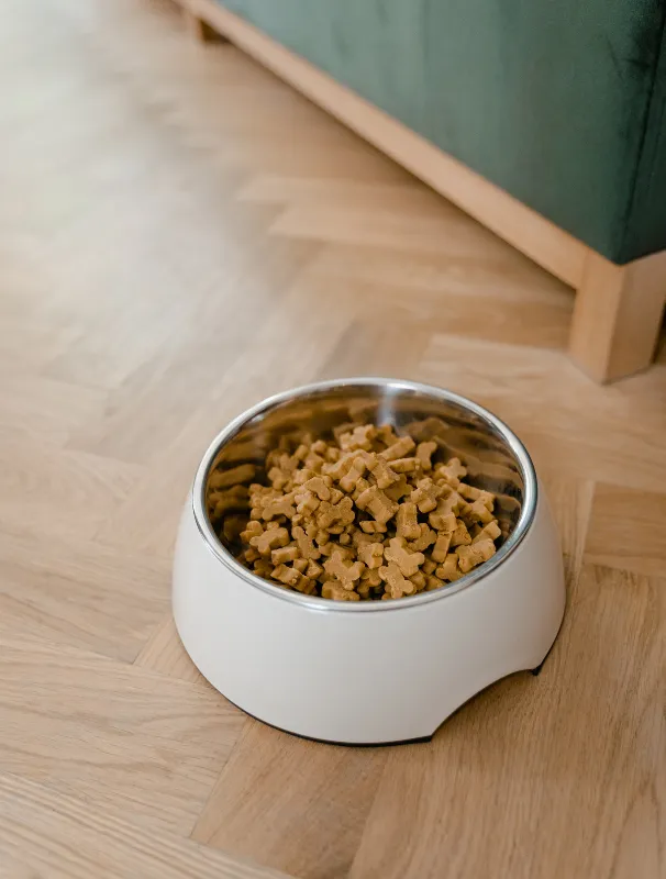 Maltese dog food bowl filled with nutritious kibble, emphasizing proper nutrition for a healthy feeding routine.