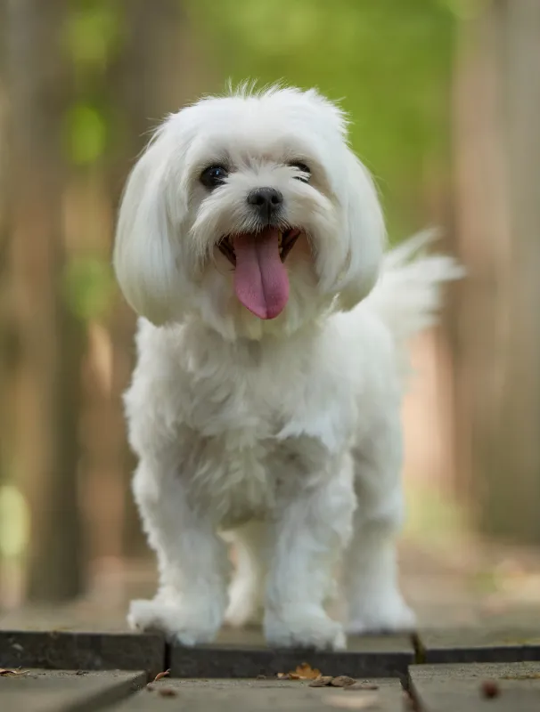 Maltese dog smiling with tongue out, showcasing healthy expression, in a natural outdoor setting, relevant to dental health discussions for Maltese breeds.